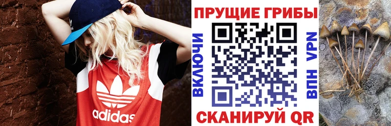 сайты даркнета какой сайт как найти закладки Венёв Галлюциногенные грибы Cubensis